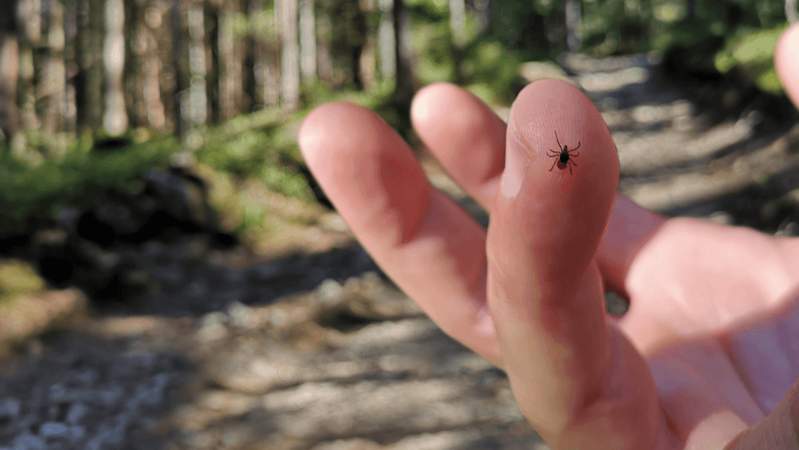 Boala Lyme și pericolele unei mușcături de căpușă