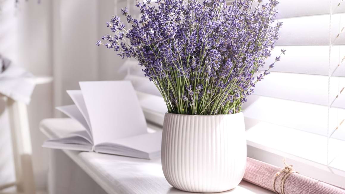 Suferi de depresie sau anxietate? Aceste plante de apartament te ajuta