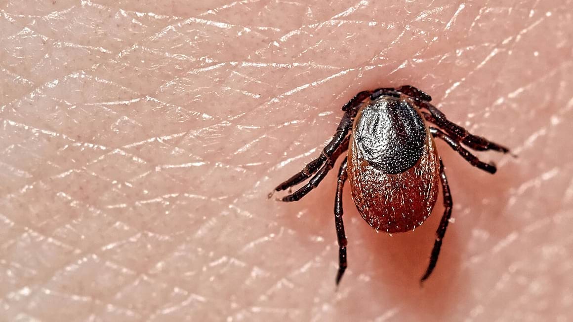 Boala Lyme poate crește riscul de tulburări mentale