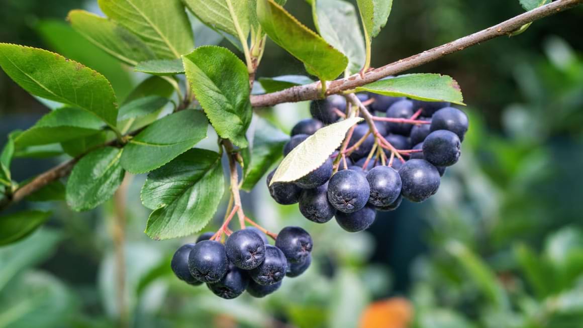 Aronia - ce beneficii si proprietati are acest fruct