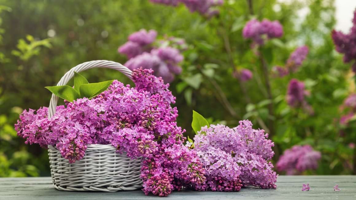 Leacuri pe baza de flori de liliac