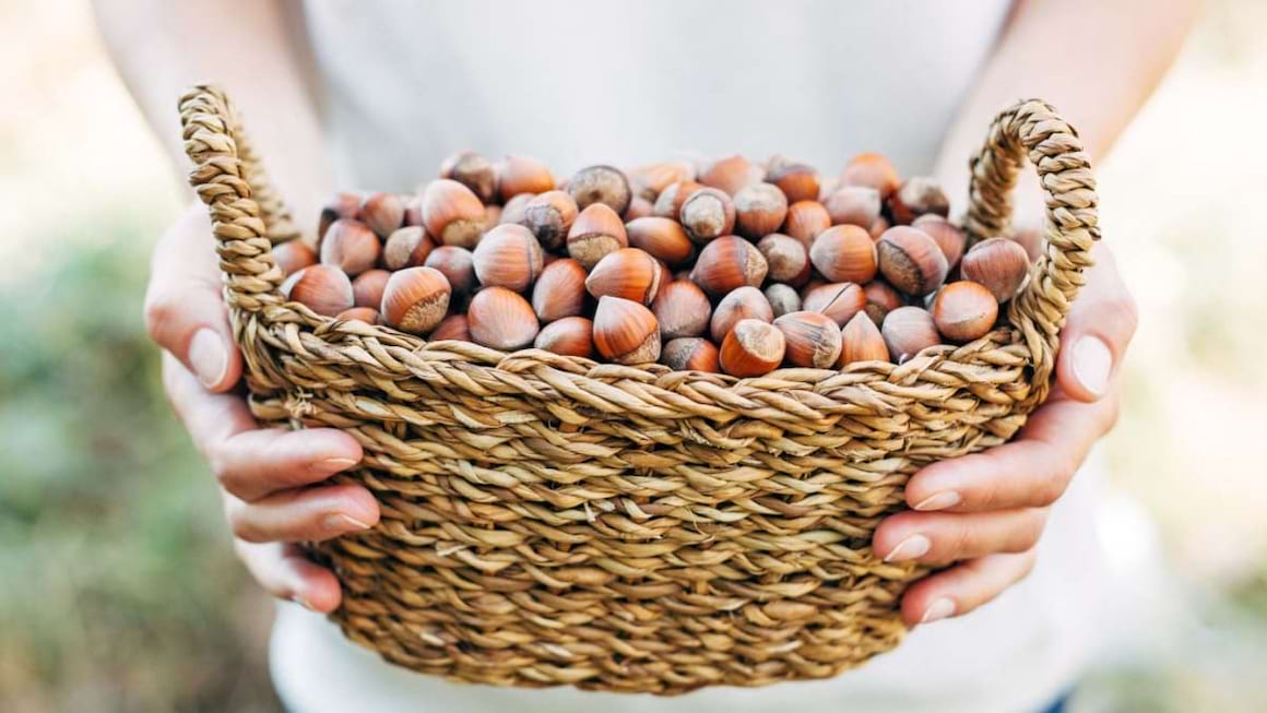 Alune de padure: beneficii si proprietati