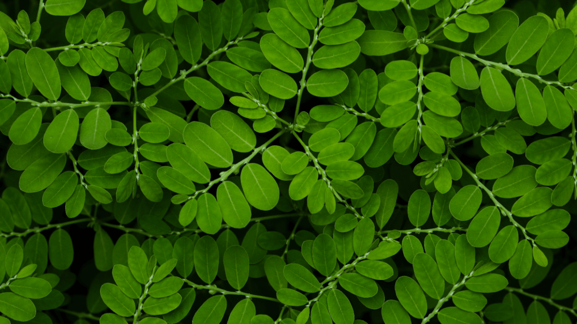 Phyllanthus niruri, planta benefica pentru ficat