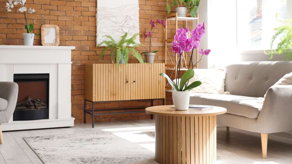 7 plante de apartament rezistente, care nu necesita multa ingrijire