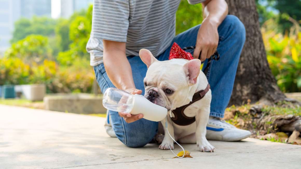 Ingrijirea animalelor de companie in anotimpul cald