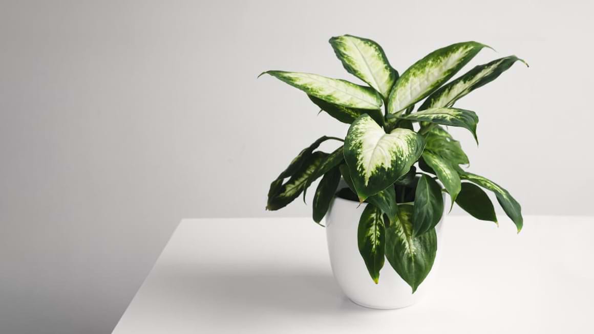 fertilizer for money plant Pothos Plant Food  Enriched, Bioavailable Liquid Fertilizer