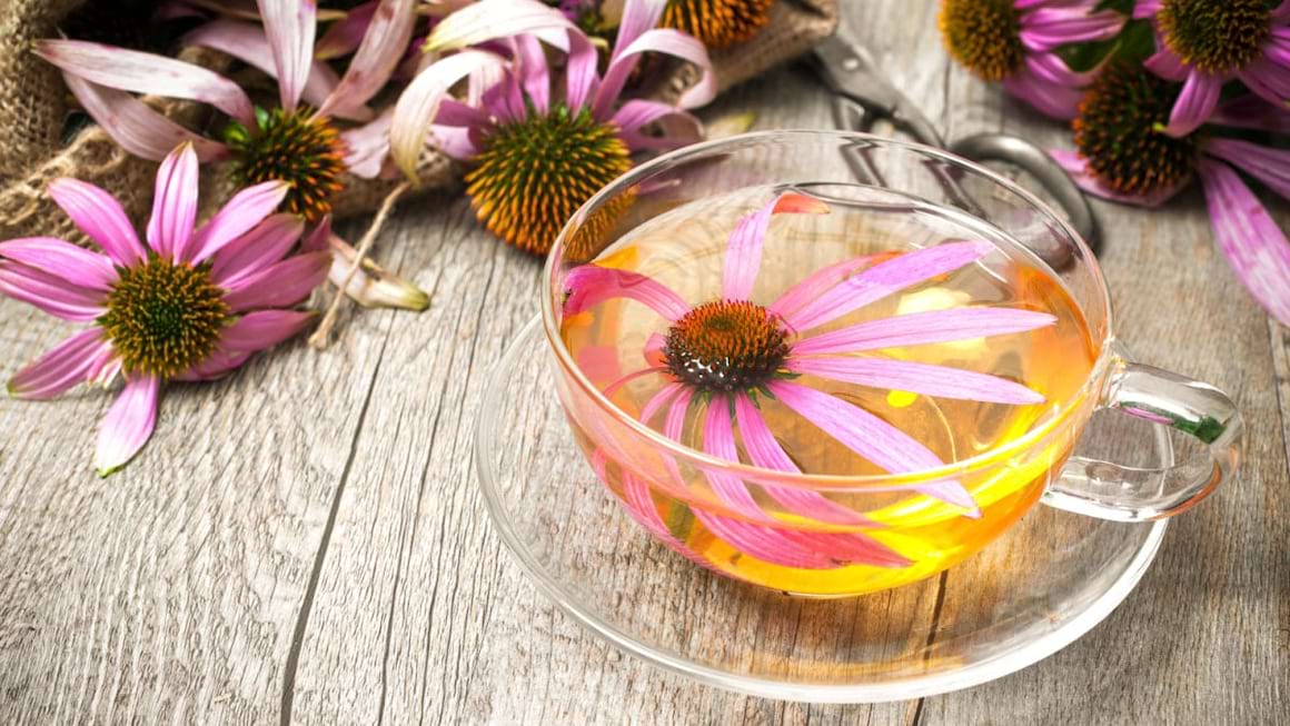 Echinacea, aliatul de pret al sistemului imunitar