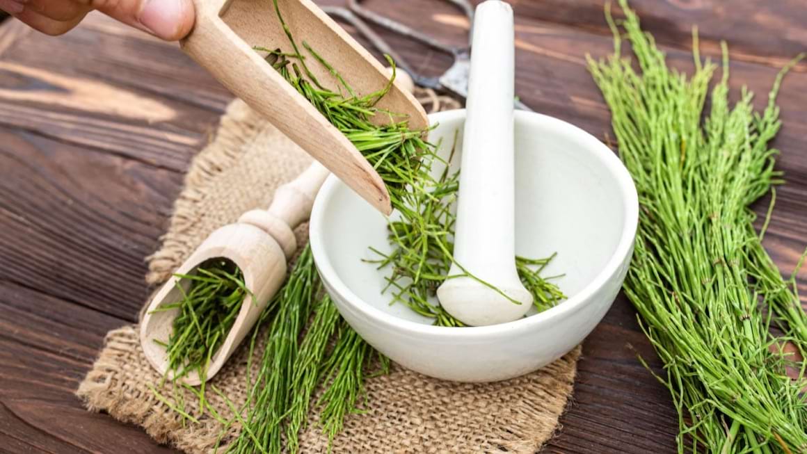 Coada calului - pentru ce afectiuni e benefica si cum poti folosi aceasta planta?