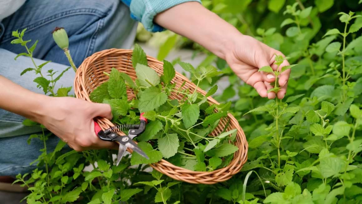 Roinița: ce proprietăți are planta și cum te ajută ceaiul și alte remedii?