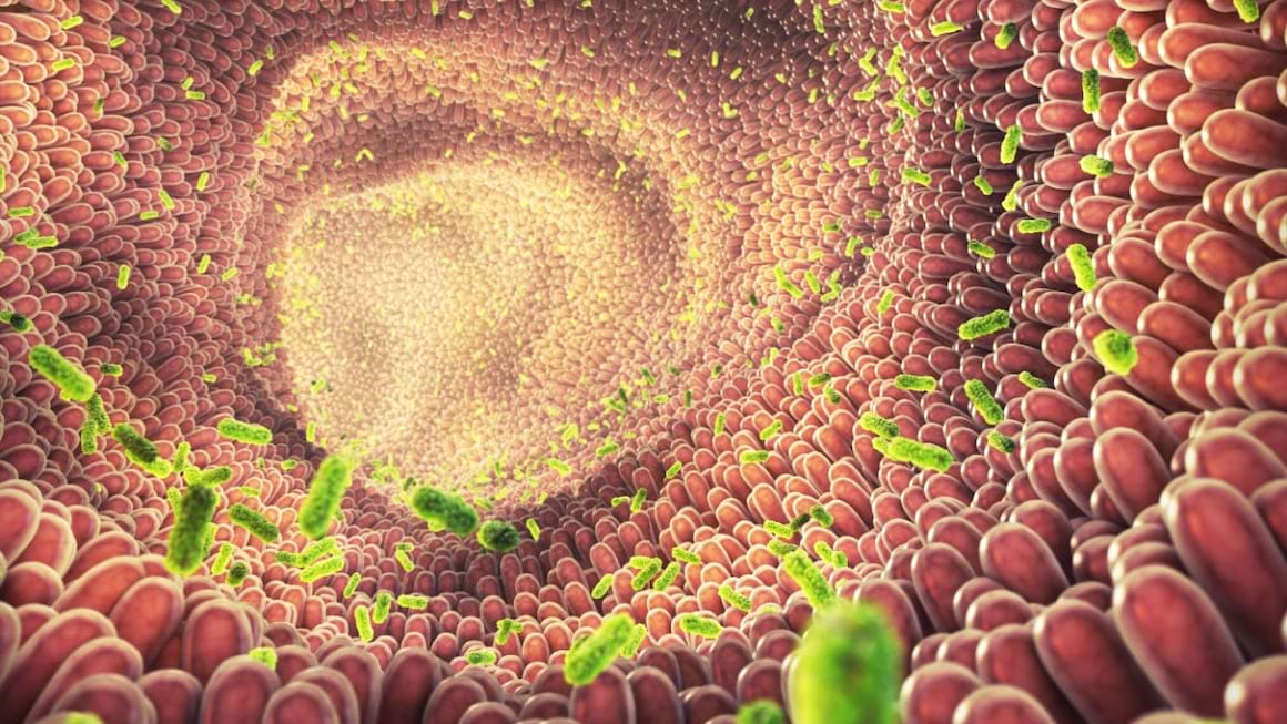 Bacteriile intestinale pot cauza, prezice si preveni artrita reumatoida