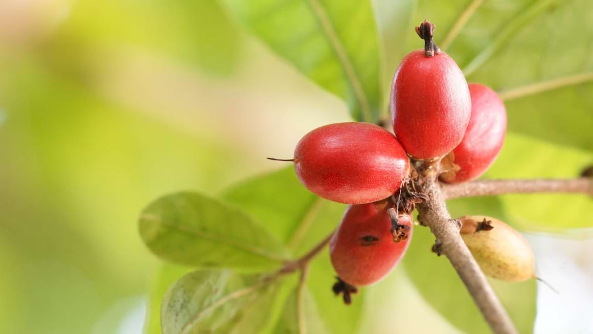 Fructul miracol (Synsepalum dulcificum) pacaleste papilele gustative