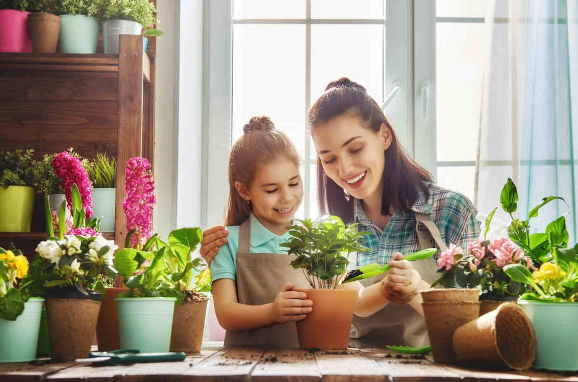 5 plante de apartament sigure pentru copii și animalele de companie