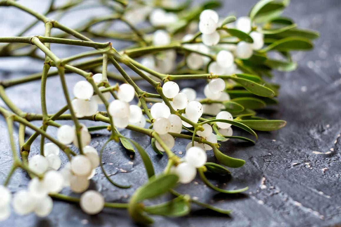 Vâscul, remediul natural al iernii