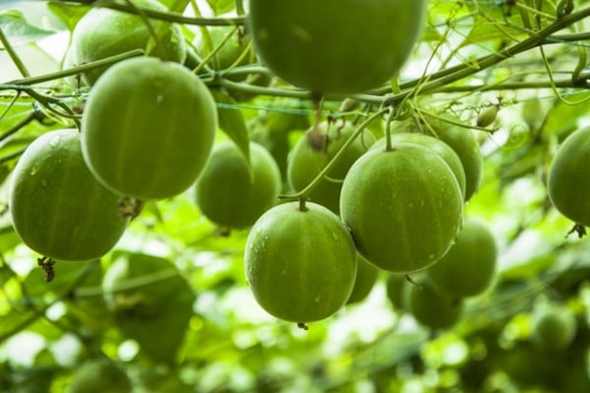 Fructele calugarului (Luo Han Guo): beneficii si proprietati