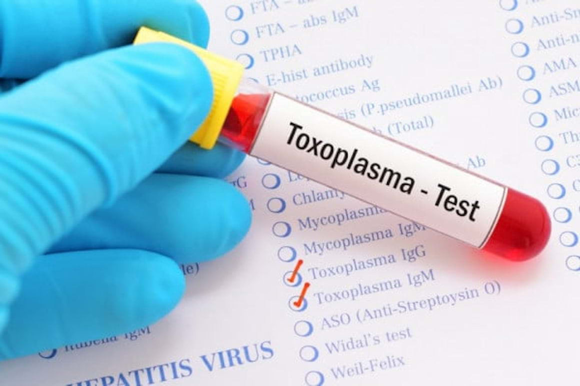 Cum se transmite toxoplasmoza si pentru cine este periculoasa aceasta boala parazitara