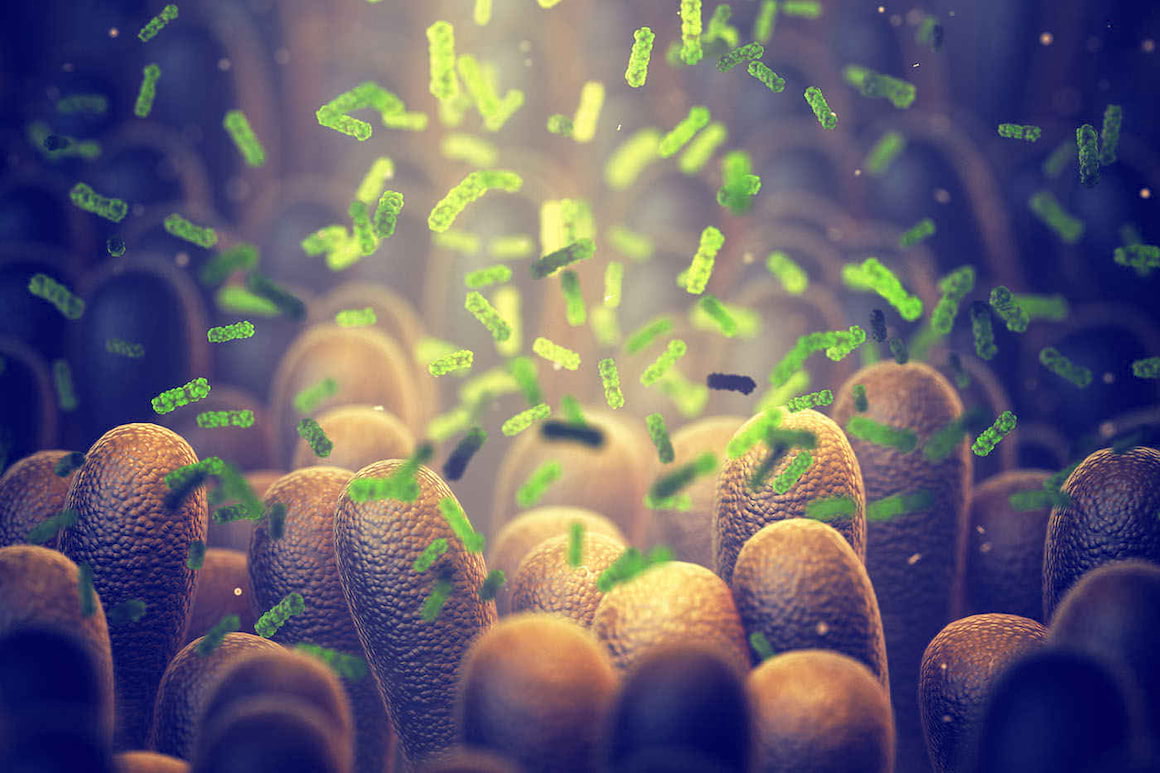 Bacteriile intestinale conlucrează pentru a depăși carențele dietetice [studiu]