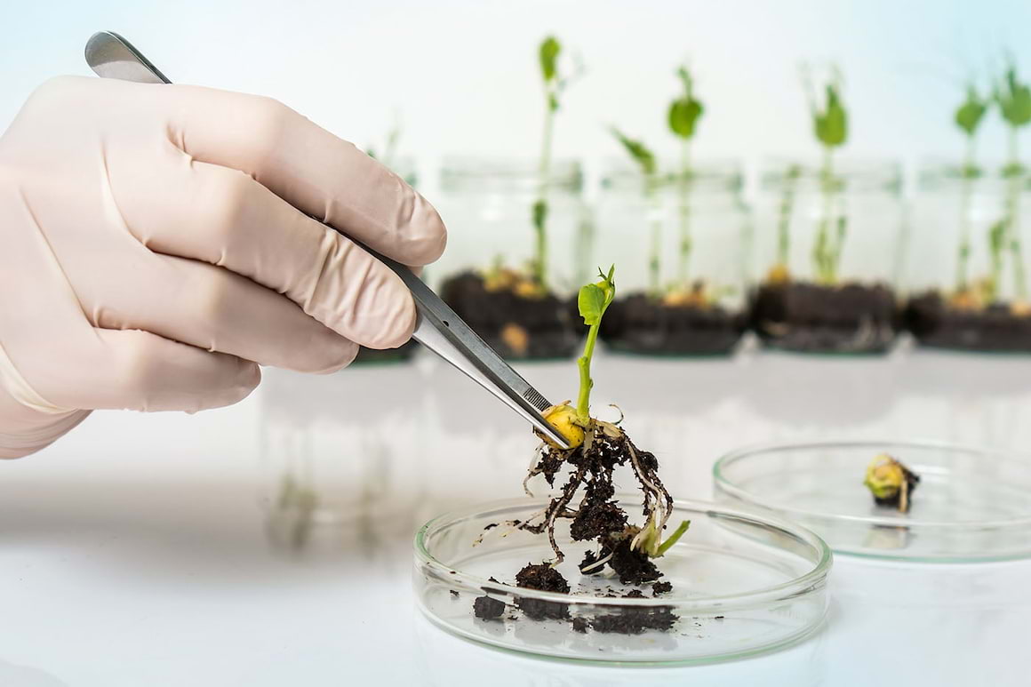 Ce sunt organismele modificate genetic și ce impact au asupra sănătății?