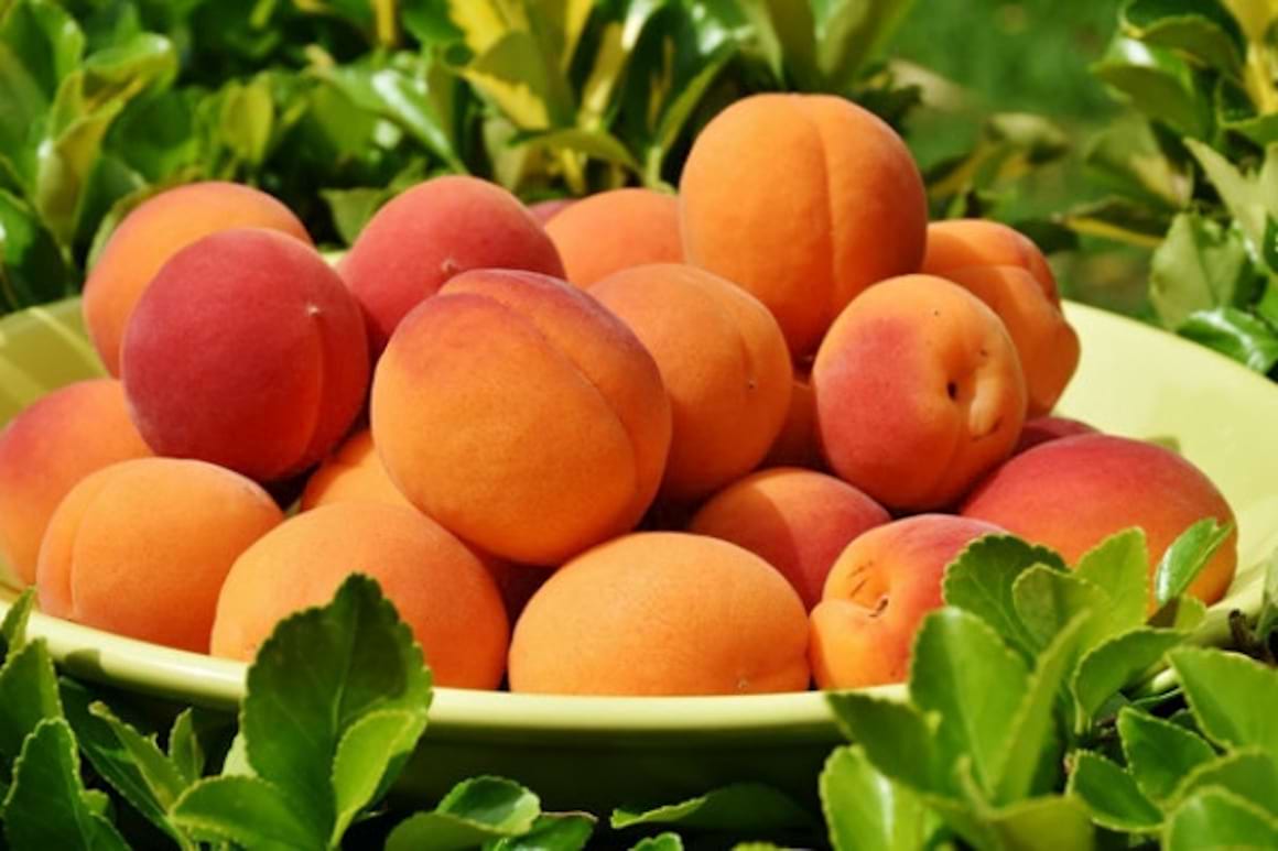 5 retete delicioase de smoothieuri cu caise