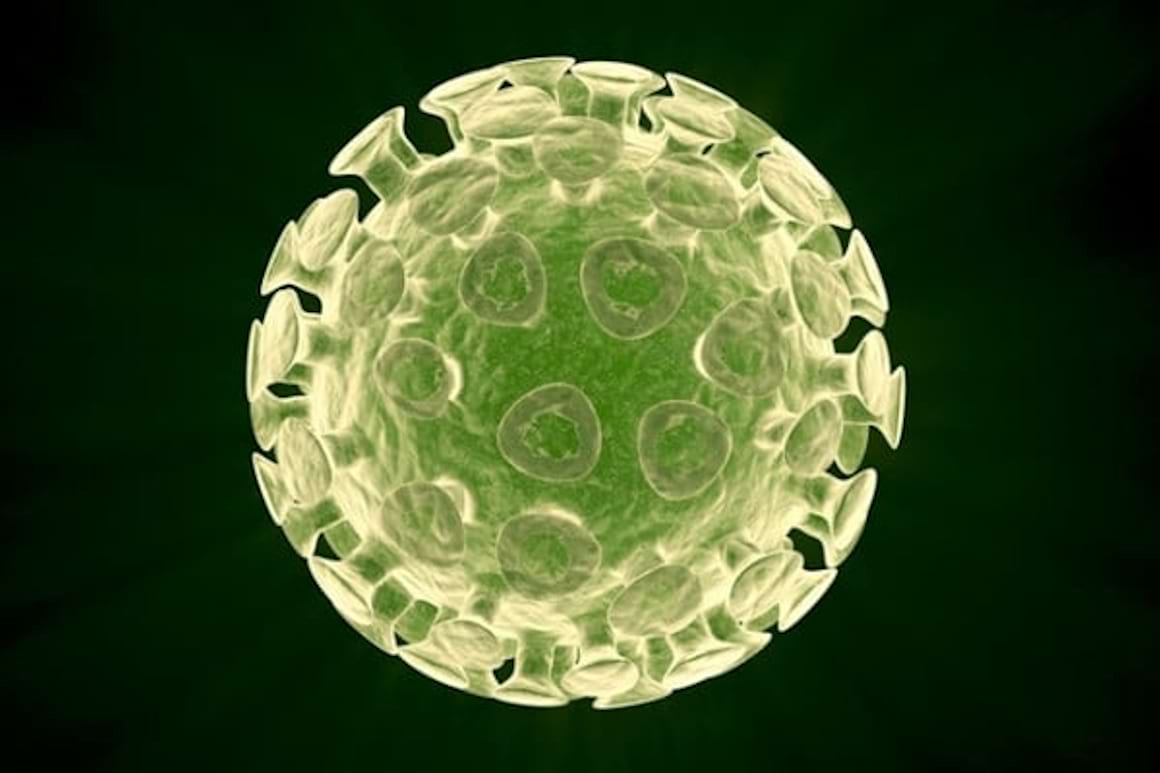 Ciclul de viata al virusului hepatitei C (HCV)