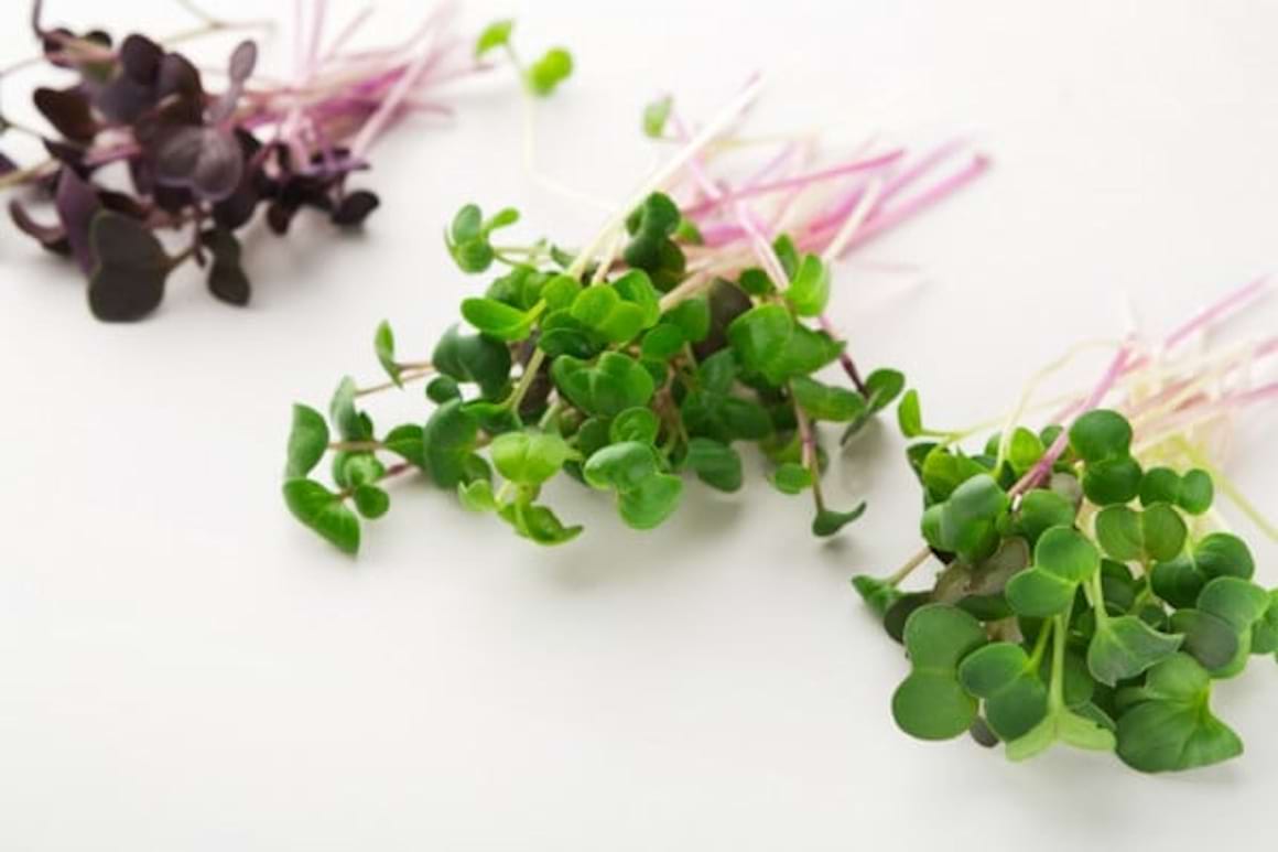 Microplantele sau microverdeturile: definitie, tipuri si beneficii