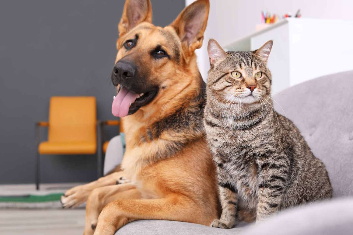Animalele de companie reduc stresul și anxietatea