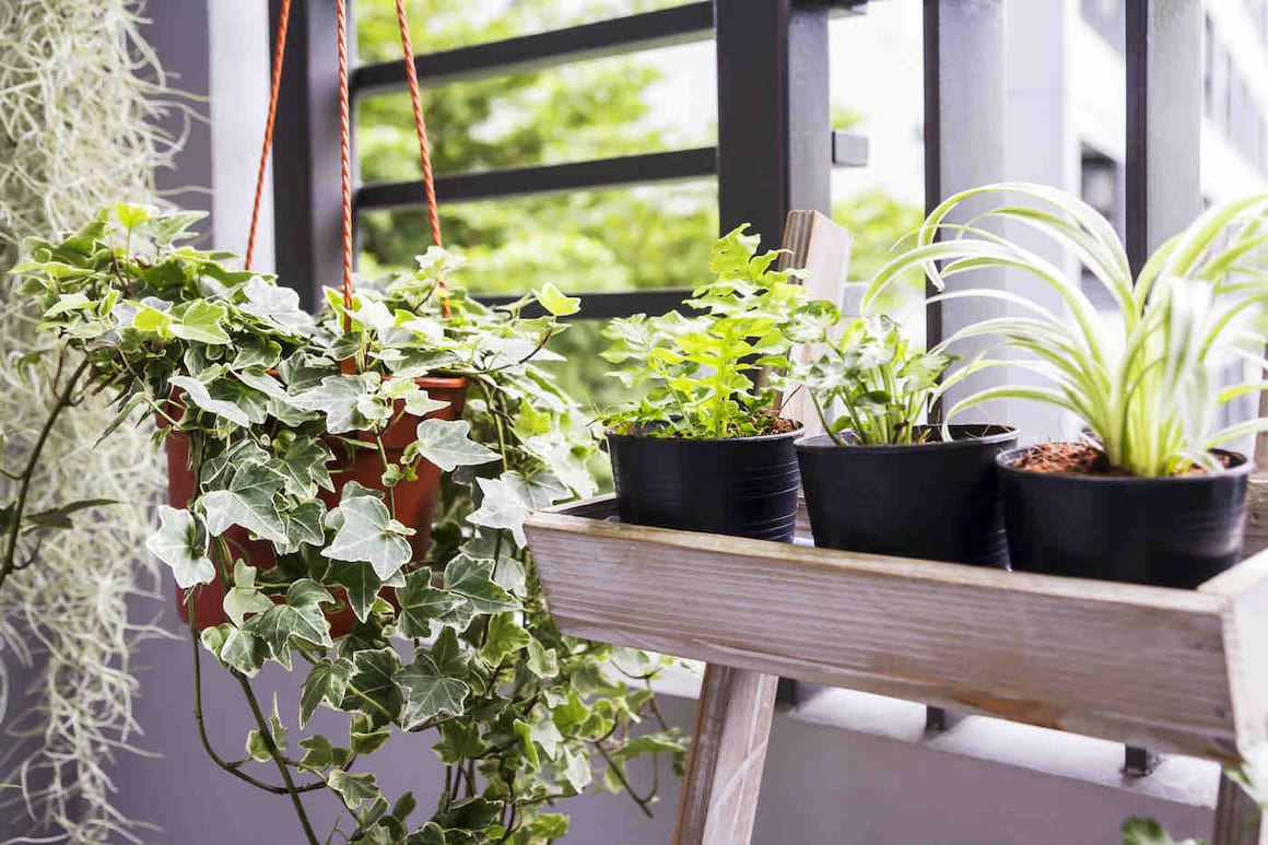 9 plante care purifică aerul din casă