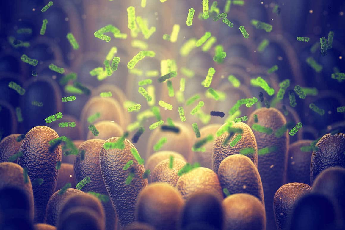 Bacteriile intestinale conlucrează pentru a depăși carențele dietetice [studiu]