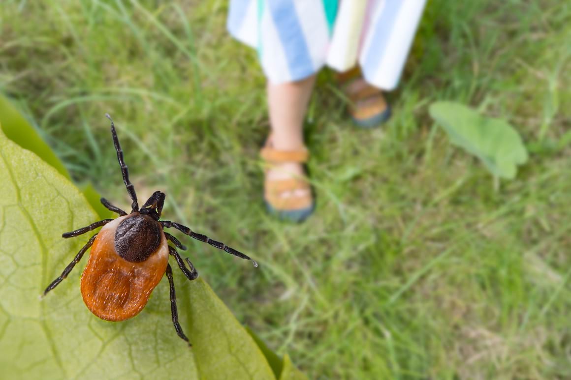 Cum te ferești de căpușe, în parc sau în grădina ta