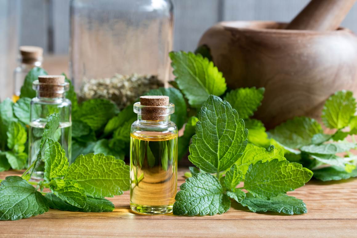 Melissa officinalis (balsamul de lămâie): ce este și ce beneficii are această plantă