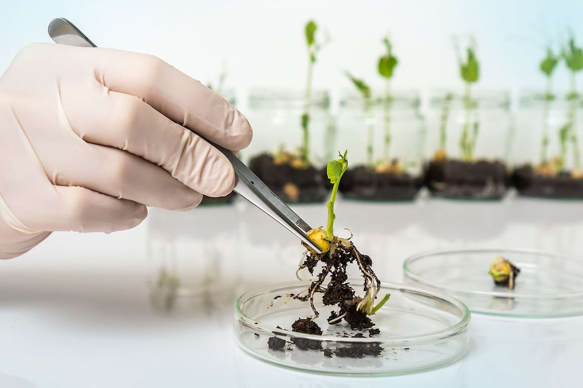 Ce sunt organismele modificate genetic și ce impact au asupra sănătății?