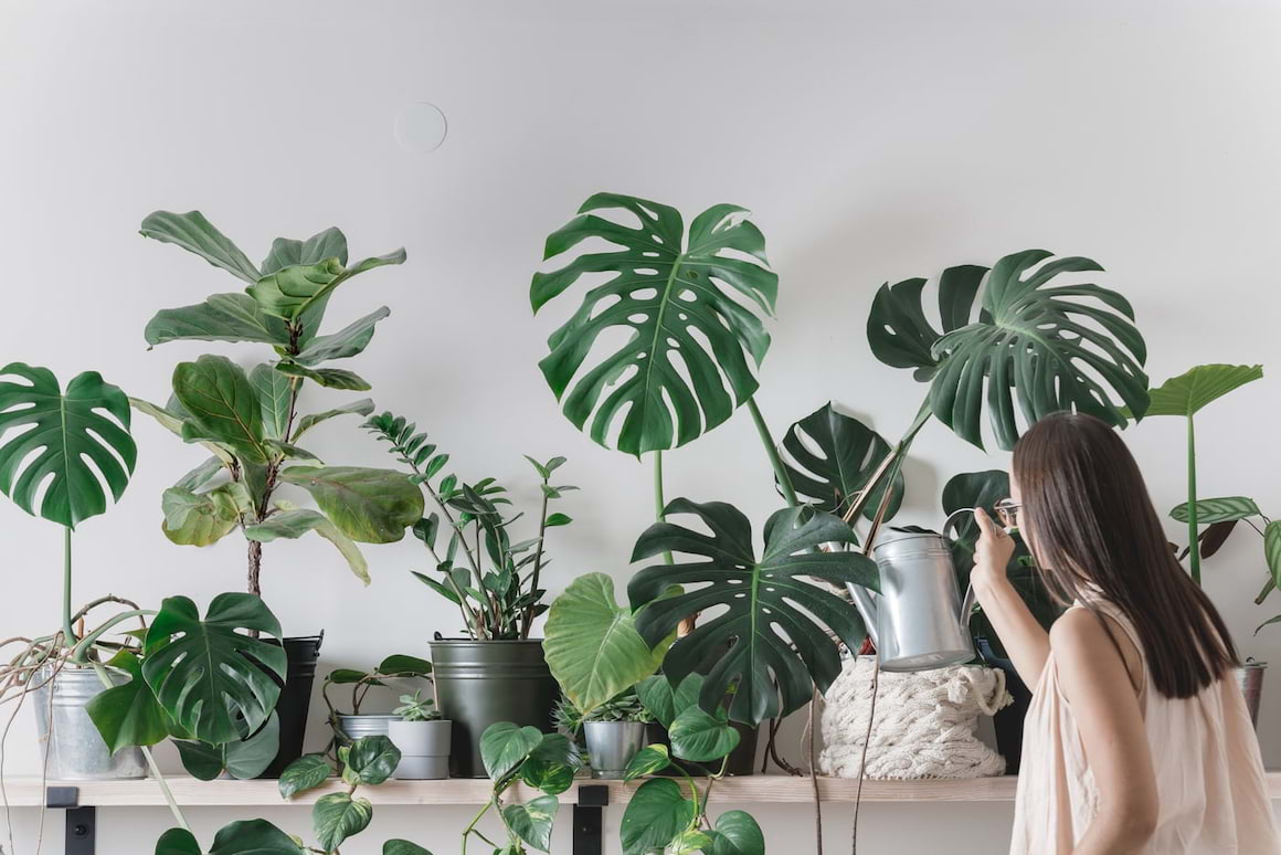 Plantele de interior purifică aerul?