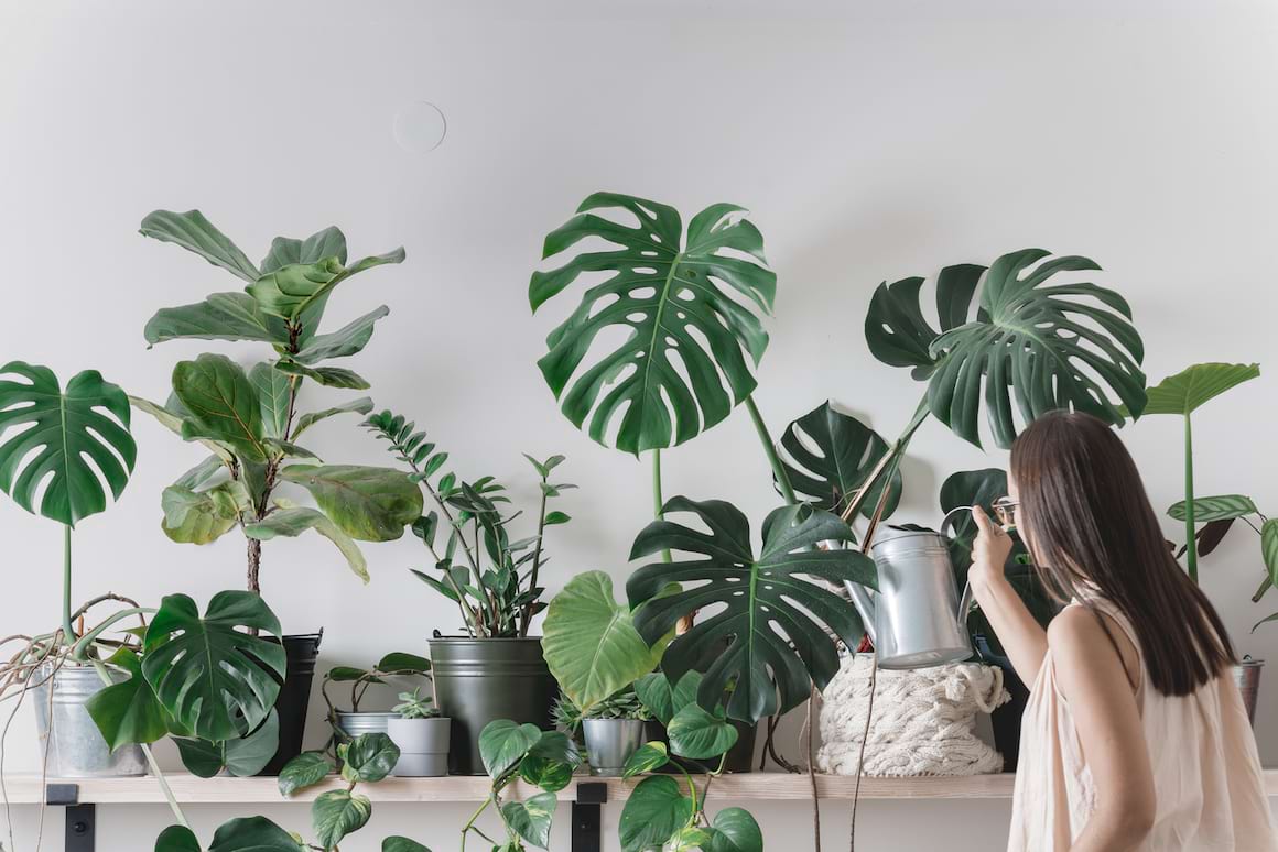 Plantele de interior purifică aerul?