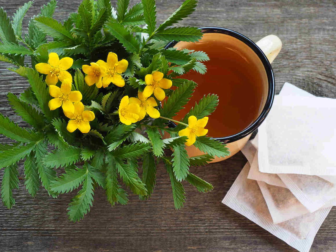 Coada-racului (Potentilla Anserina): proprietăți, beneficii, contraindicații