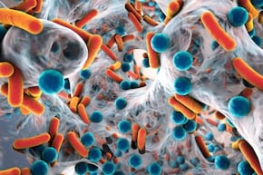 Cat de contagioase sunt infectiile bacteriene?