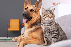 Animalele de companie reduc stresul și anxietatea