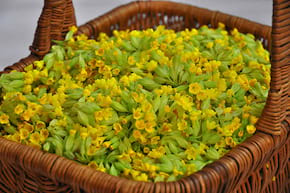 Ciuboțica-cucului (Primula officinalis): beneficii, contraindicații