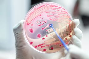 Rezistența la antibiotice, contracarată cu virusuri bacteriofage? (studiu)