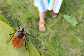 Cum te ferești de căpușe, &icirc;n parc sau &icirc;n grădina ta