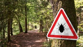 Tot ce trebuie să știi despre borelioză (boala Lyme) și mușcătura de căpușă
