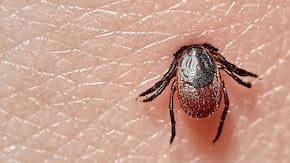 Boala Lyme poate crește riscul de tulburări mentale