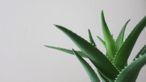 Aloe vera: cum o folosești pentru a scăpa de acnee