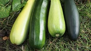 Retete cu dovlecel si cu zucchini care te ajuta sa slabesti si sa te mentii