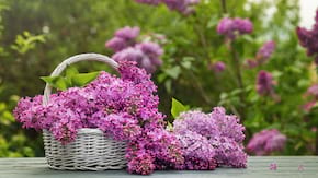 Leacuri pe baza de flori de liliac