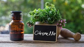 Remedii naturale pentru a tine insectele la distanta