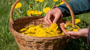 10 motive pentru care sa culegi papadii
