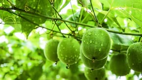 Fructul calugarului: proprietăți, utilizări, riscuri