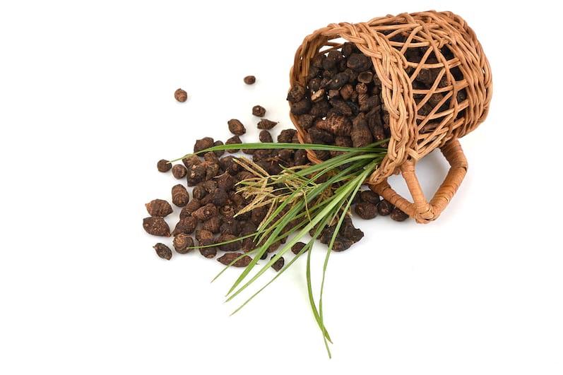 Plante utile în eliminarea paraziților intestinali: Cyperus rotundus