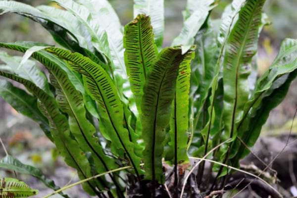 Limba Cerbului Sau Navalnic Ce Afectiuni Poti Trata Cu Aceasta Planta Medicinala