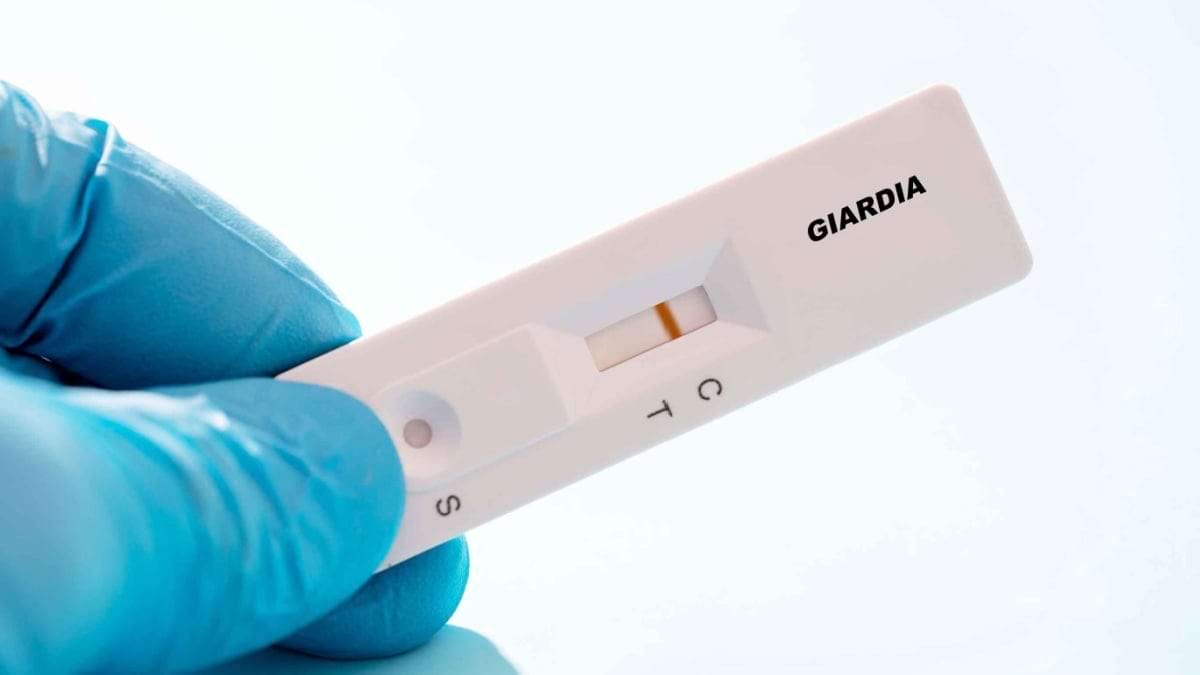 Infectia cu Giardia, la adulti si la copii: cauze, tratament, preventie