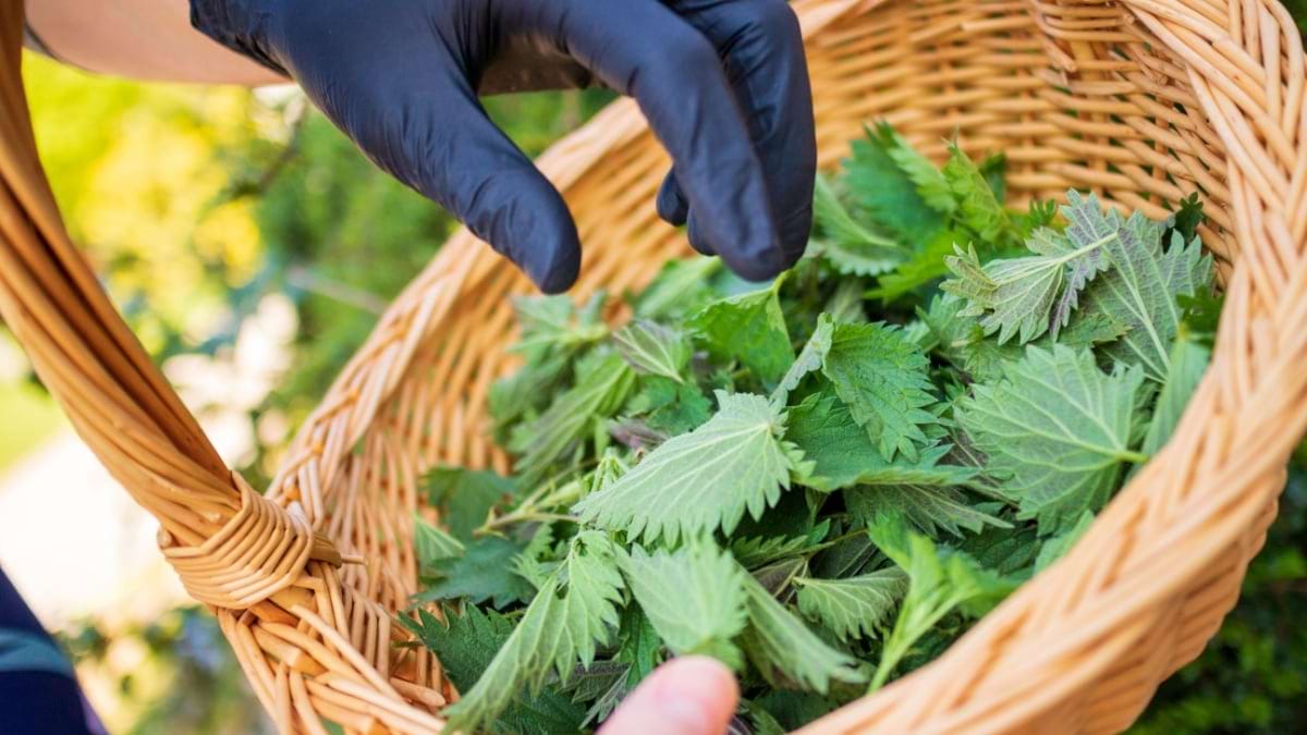 Urzicile si beneficiile acestora pentru sanatate